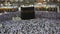 Muslim pilgrims prostrate during evening prayer facing the black stone or Kaaba in Mecca, Saudi Arabia.