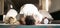 Muslim, prayer and mosque with a spiritual man group praying in faith during fajr, dhuhr or asr, otherwise maghrib or