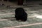 Muslim woman in a black dress with hijab praying in a mosque.