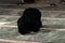 Muslim woman in a black dress with hijab praying in a mosque.