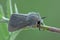 Muslin moth