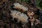 Musroom in natural forest, candlestick fungus