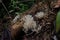 Musroom in natural forest, candlestick fungus