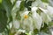 Mussaenda philippica, Dona Luz or Dona Queen Sirikit bloom in the garden.