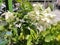 Mussaenda pubescens beautiful white homeland flowers