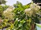 Mussaenda pubescens beautiful white homeland flowers