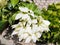 Mussaenda pubescens beautiful white homeland flowers