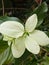 Mussaenda Pubescens or commonly called beautiful Nusa flowers