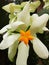 Mussaenda Pubescens or commonly called beautiful Nusa flowers