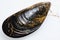 Mussel