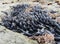 Mussel or bivalve mollusks covering rocks at Botanical Beach in low tide, Vancouver Island, BC, Canada