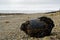 A mussel buoy washed up on Kina beach, New Zealand