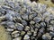 Mussel covered in barnacles at Botanical Beach in low tide, Vancouver Island, BC, Canada