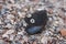 Mussel in the form of cheerful smiley on shingle in the surf