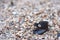 Mussel in the form of cheerful smiley on shingle in the surf