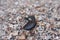 Mussel in the form of cheerful smiley on shingle in the surf