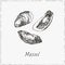 Mussel. Hand drawn sketch.