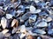 Mussels. Background from empty mussel shells