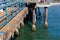 Mussels clams clinging to the pier supports in Santa Monica California