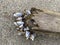 Mussels clinging to driftwood, Hecht Beach, Vancouver Island, British Columbia