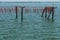 Mussels cultivation, Scardovari lagoon, Adriatic sea, Italy.