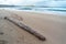 Mussels on driftwood at Atlantic beach in the winter