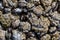 Mussels encrusted with barnacles close up on the Oregon coast, USA