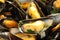 Mussels mariniere