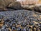 Mussels on a rock