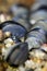 Mussels on the rocks with strong defocus