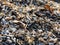 Mussels and shells washed up on Cayuga beach in winter