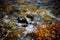 Mussels on Shoreline in Bar Harbor Maine