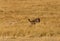 Mussiara cheeta chasing a juvenile wildebeest, Masai Mara