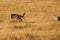 Mussiara cheeta chasing a  wildebeest, Masai Mara