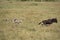 Mussiara cheeta chasing a wildebeest, Masai Mara