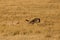 Mussiara cheeta chasing wildebeest in Masai Mara gassland