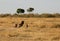 Mussiara cheeta and cub running after a wildebeest, Masai Mara