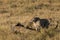 Mussiara cheeta and cubs hunting wildebeest, Masai Mara