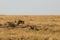 Mussiara cheeta and cubs hunting wildebeest, Masai Mara