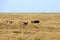 Mussiara cheeta and cubs hunting wildebeest, Masai Mara