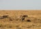 Mussiara cheeta and cubs hunting wildebeest, Masai Mara