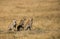 Mussiara cheeta cubs, Masai Mara