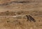 Mussiara cheeta cubs in Masai Mara grassland