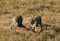 Mussiara cheeta and cubs with wildebeest, Masai Mara