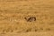 Mussiara cheeta hunting a wildebeest, Masai Mara