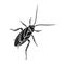 A mustachioed cockroach. Arthropod insect, cockroach single icon in black style vector symbol stock isometric