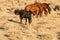 Mustang herd in the desert