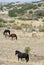 A Mustang Herd, Known as Wild or Feral Horses