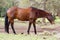 Mustang horse eating grass