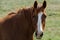 Mustang horse portrait